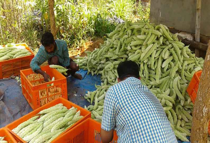 கூடலூர் பகுதியில் பாகற்காய் அறுவடை தொடங்கியது