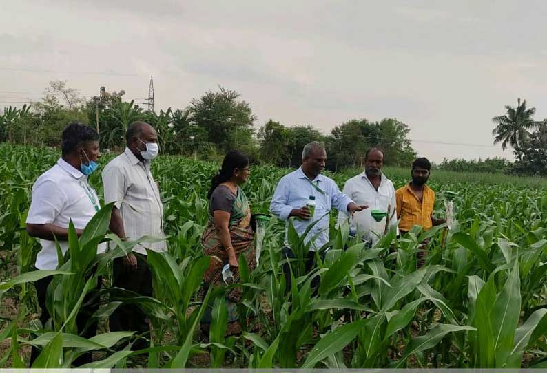 மக்காச்சோளம் பயிரை தாக்கும் படைப்புழுவை கட்டுப்படுத்துவது எப்படி வேளாண் உதவி இயக்குனர் விளக்கம்