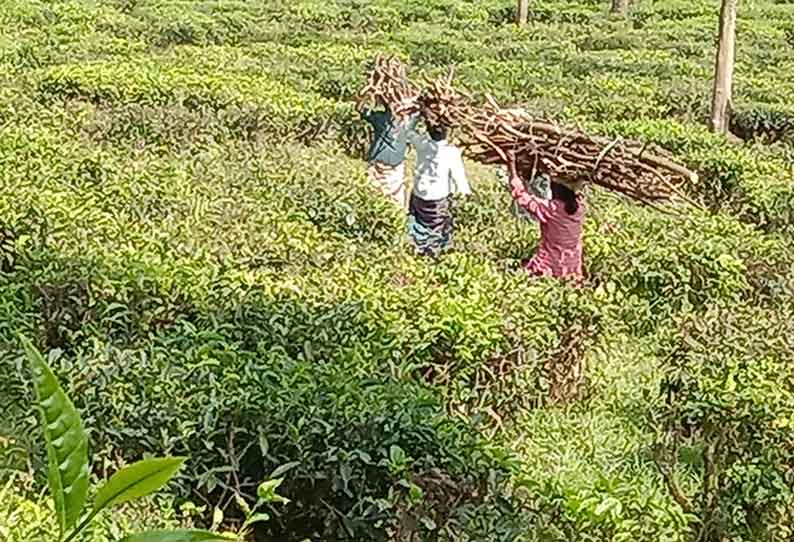 வனப்பகுதிக்கு விறகு சேகரிக்க செல்ல வேண்டாம்