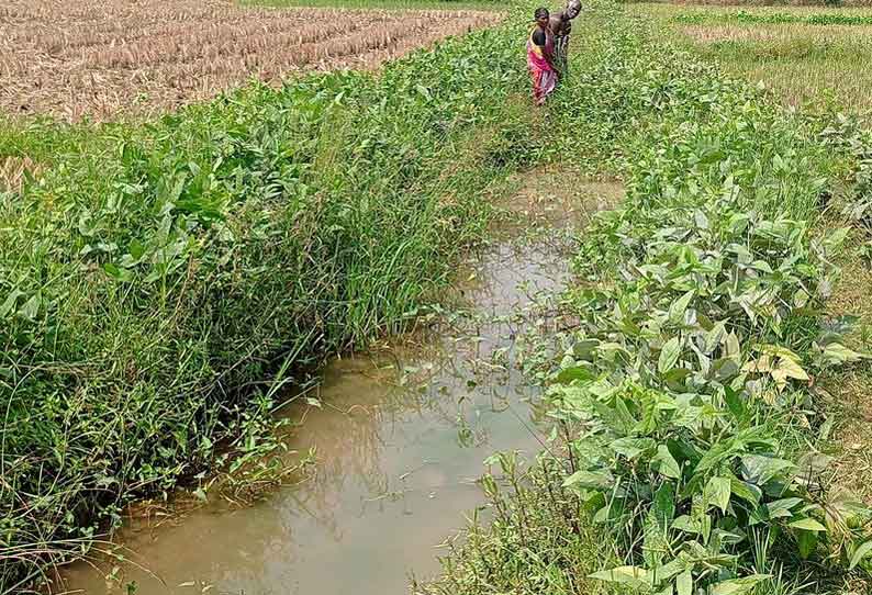 வரப்பு உளுந்து பயிர் சாகுபடியில் விவசாயிகள் மும்முரம்