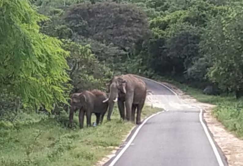 உடுமலை மூணாறு சாலையில் காட்டு யானைகள் நடமாட்டம்