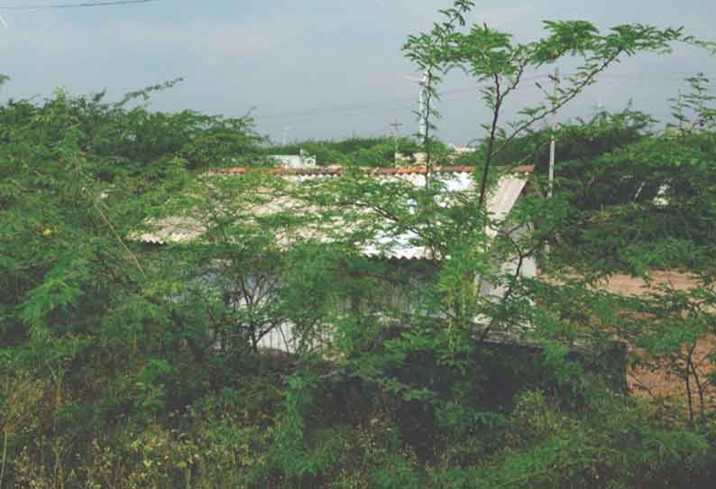 குடியிருப்புகளை ஆக்கிரமித்துள்ள சீமைகருவேல மரங்களை அகற்ற நடவடிக்கை எடுக்க வேண்டும்