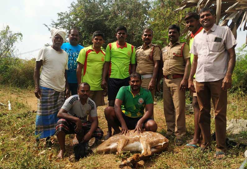 குடியிருப்பு பகுதிக்குள் புகுந்த மான் பிடிபட்டது