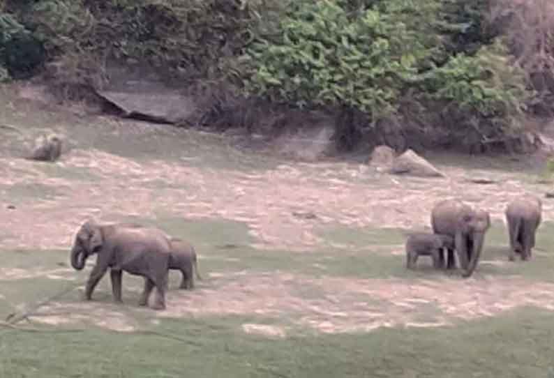 உணவு, தண்ணீரை தேடி அலையும் வனவிலங்குகள்