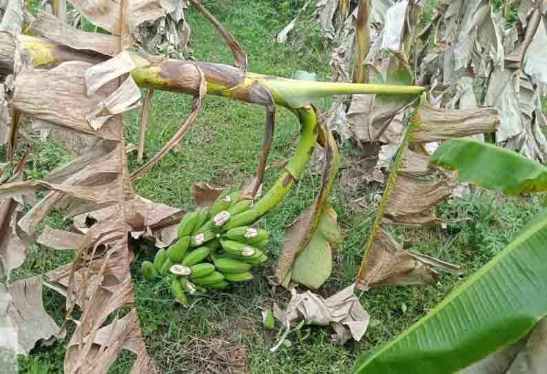 வாழைகள் சேதம்