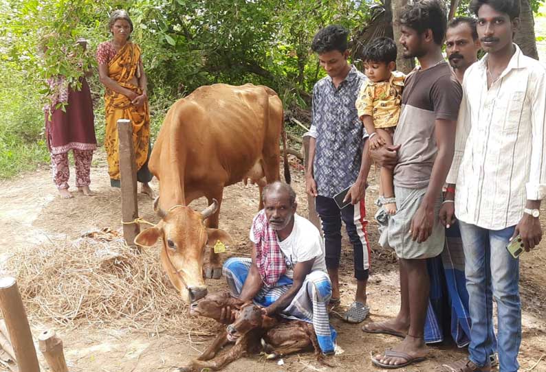 இரட்டை தலையுடன் பிறந்த கன்றுக்குட்டி உயிரிழப்பு...!