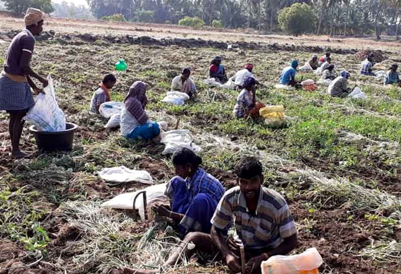 குண்டடம் பகுதியில் சின்ன வெங்காயம் அறுவடை பணிகள் தீவிரம்