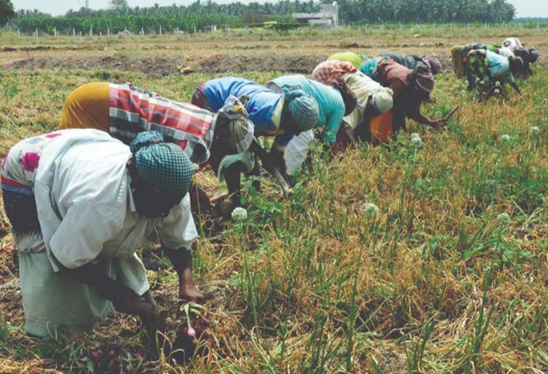 சின்ன வெங்காயம் அறுவடை செய்யும் பணிகள் மும்முரம்