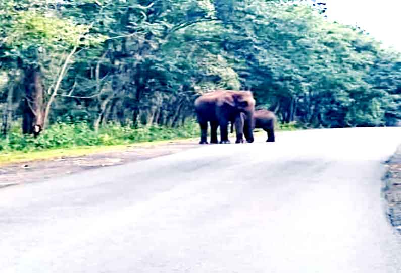 ஆசனூர் அருகே கரும்புகளை எதிர்பார்த்து ரோட்டில் குட்டியுடன் சுற்றி திரிந்த யானை- வாகனங்களை வழிமறித்ததால் போக்குவரத்து பாதிப்பு