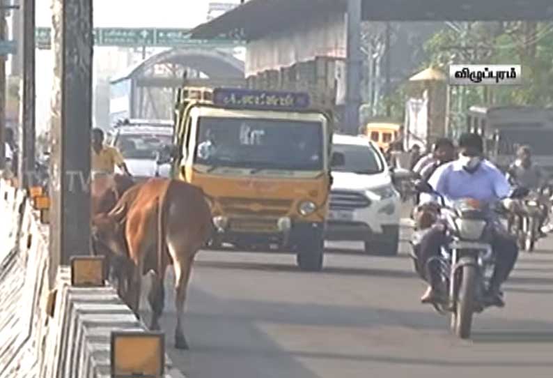 சாலைகளில் சுற்றித்  திரியும் மாடுகள் - விழுப்புரம் கலெக்டர் அதிரடி நடவடிக்கை