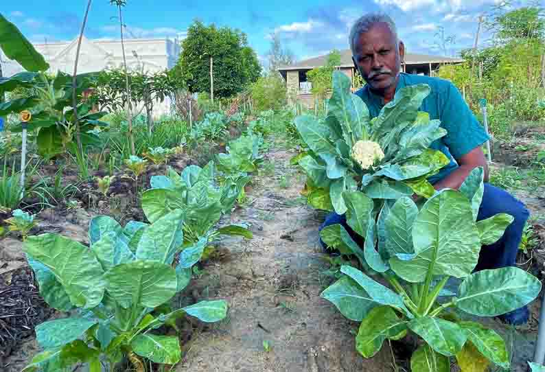 இயற்கை முறையில் விளைந்த புழுக்கள் இல்லாத காலிபிளவர்