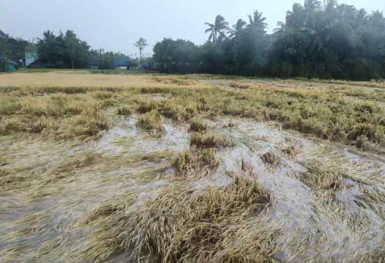 அறுவடைக்கு தயாரான நெற்பயிர்கள் தண்ணீரில் மூழ்கின