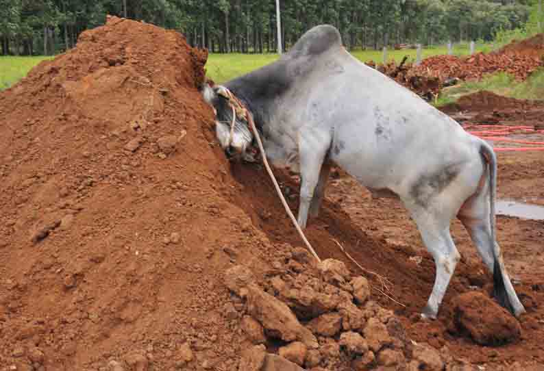 வத்திராயிருப்புக்கு ெபயர் வாங்கிக்கொடுக்கும் காளைகள்