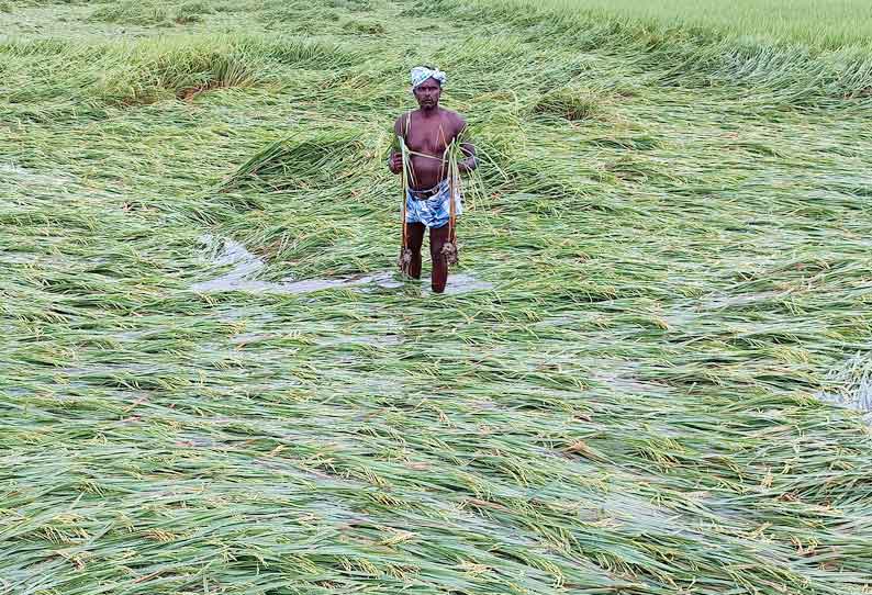 ஆயிரம் எக்டேர் நெற்பயிர்கள் சாய்ந்தன