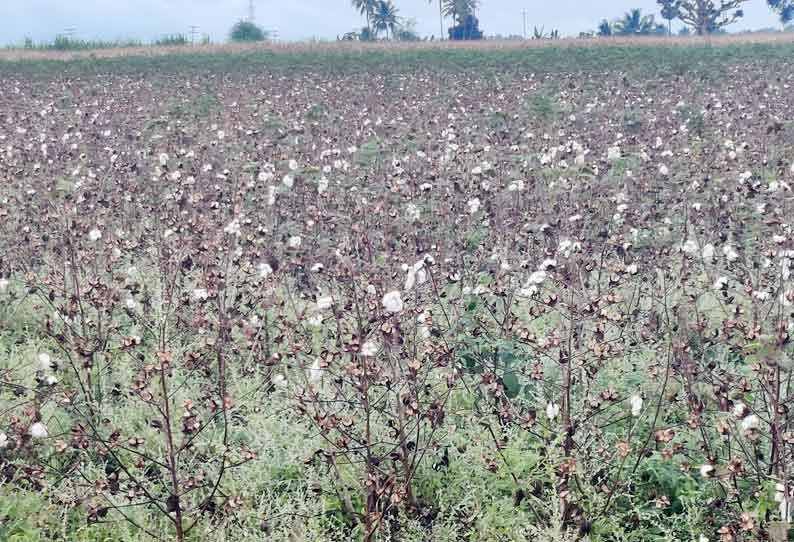 செடிகளில் விளைந்த பருத்தியை பறிக்க முடியாமல் விவசாயிகள் வேதனை