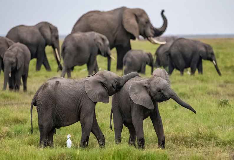 விக்கிரமசிங்கபுரம் அருகே வயலில் புகுந்து யானைகள் அட்டகாசம்