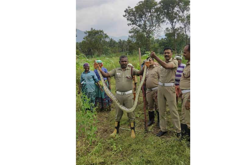 போடியில்  தோட்டத்துக்குள் புகுந்த மலைப்பாம்பு