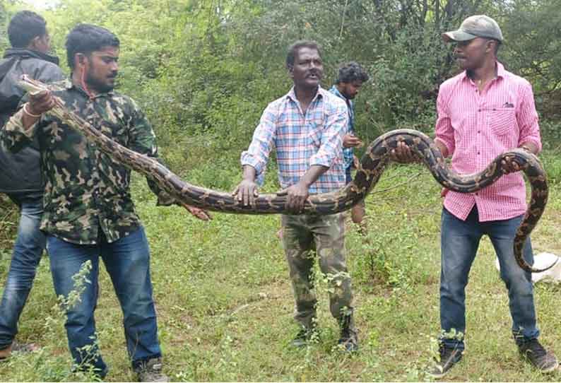 ஆட்டுக்குட்டியை கொன்ற மலைப்பாம்பு பிடிபட்டது