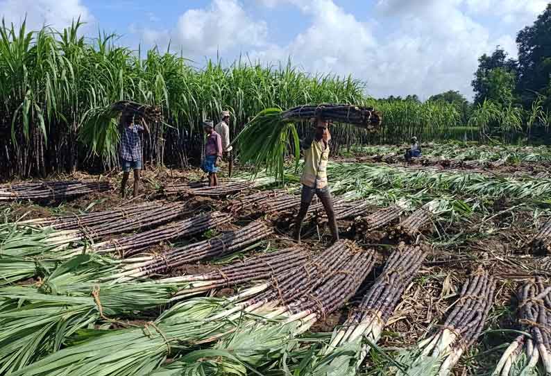 பொங்கல் பண்டிகையை முன்னிட்டு கரும்பு அறுவடை பணிகள் தீவிரம்