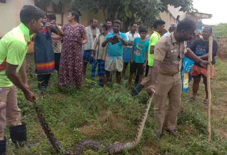 மலைப்பாம்பு பிடிபட்டது