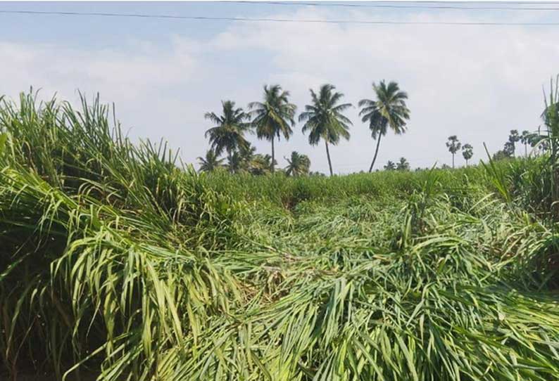 பூலாம்பட்டி பகுதியில் காற்றுடன் கூடிய மழைக்கு நெல், கரும்புகள் சாய்ந்தன