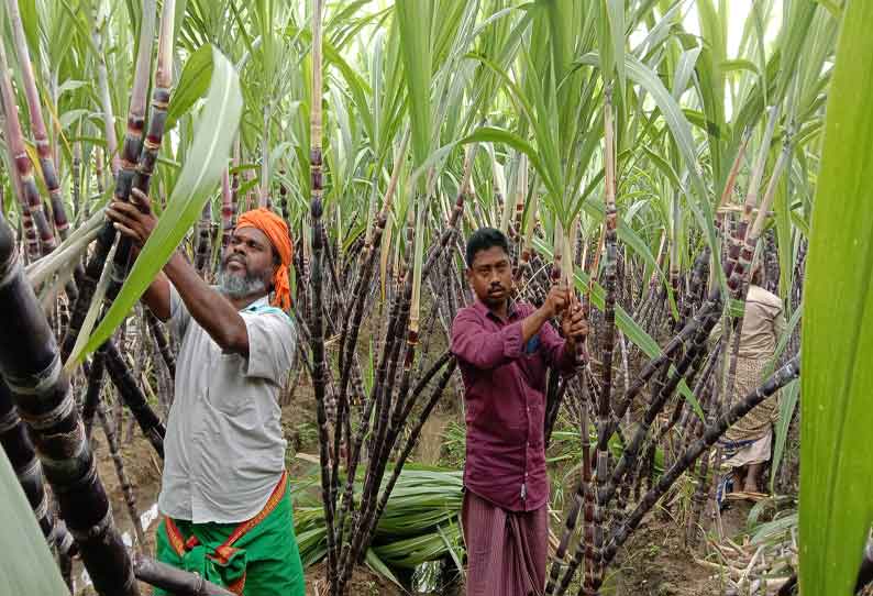 பொங்கல் பண்டிகையை முன்னிட்டு அறுவடைக்கு தயாராகும் கரும்புகள்