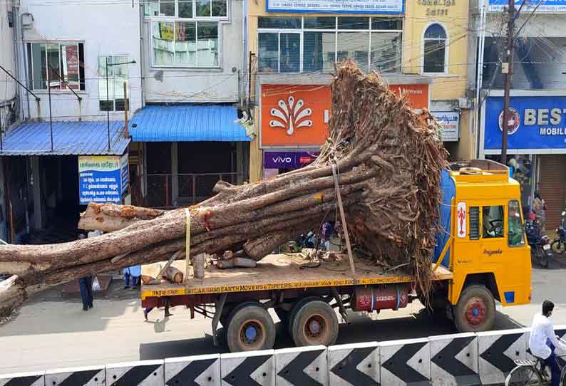 கோபி தினசரி மார்க்கெட்டில் இருந்த 100 ஆண்டு பழமையான நாவல் மரம் வேருடன் அகற்றம்; வேறு இடத்தில் நடப்பட்டது