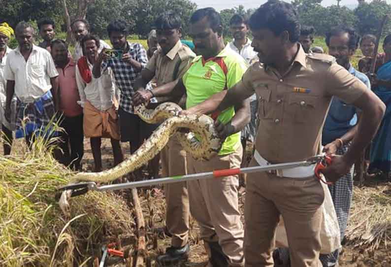 நெற்பயிருக்குள் கிடந்த மலைப்பாம்பு