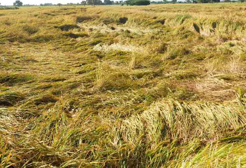 திருவொற்றியூர் பகுதியில் மழைநீரில் மூழ்கி நெற்பயிர் சேதம்