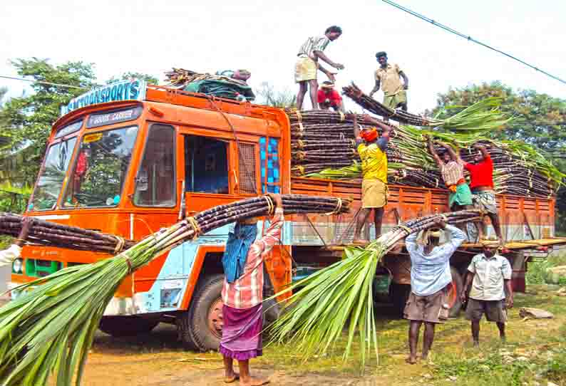 வடமாநிலங்களுக்கு பொங்கல் கரும்புகள்