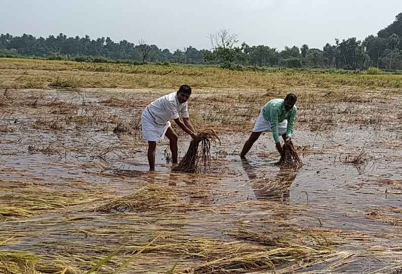 அறுவடைக்கு தயாரான 1,000 ஏக்கர் நெற்பயிர்கள் தண்ணீரில் மூழ்கி அழுகின