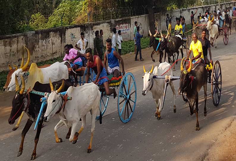 முத்தையாபுரத்தில் மாட்டு வண்டி பந்தயம்