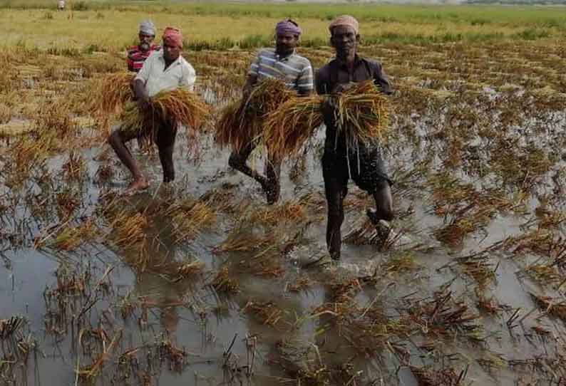 மழை நீரில் சாய்ந்து மூழ்கிய நெற்பயிர்கள்  அறுவடை