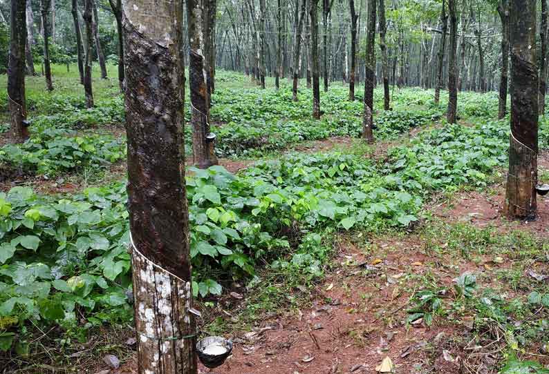 குமரியில் ரப்பர் விலை மீண்டும் உயர்வு