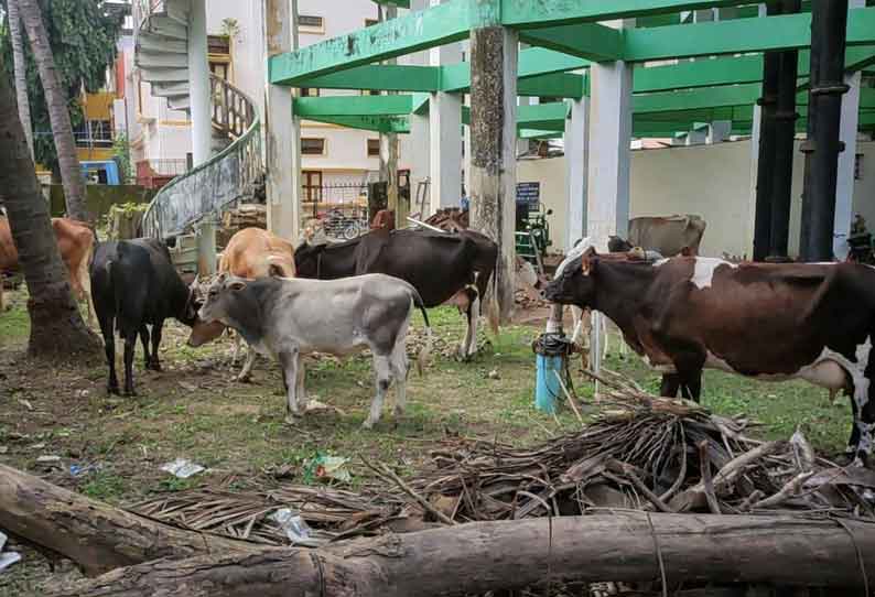 சீர்காழி நகர் பகுதியில் சுற்றித்திரிந்த மாடுகளை பிடித்து உரிமையாளர்களுக்கு அபராதம்