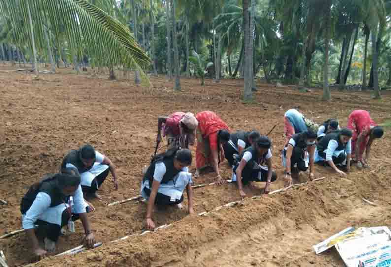 கரும்பு நடும் பணியில் ஈடுபட்ட மாணவிகள்