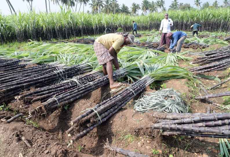 பொங்கல் பண்டிகையை முன்னிட்டு செங்கரும்பு அறுவடை தீவிரம்