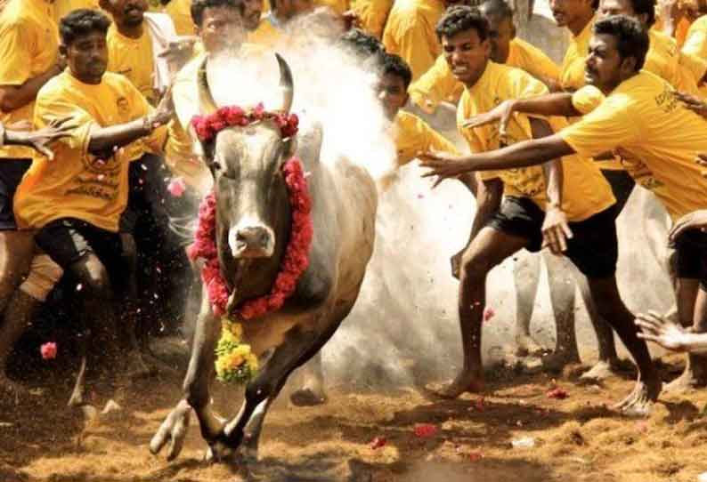 ஜல்லிக்கட்டுக்கு அனுமதி: 300 மாடுபிடி வீரர்களை கொண்டு போட்டி நடத்தலாம்...!
