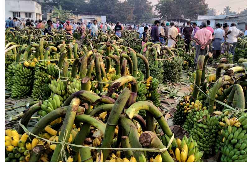 பரமத்திவேலூர் சந்தையில் வாழைத்தார் விலை உயர்வு