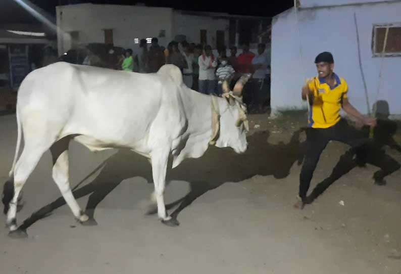 தைபொங்கலை வரவேற்கும் விதமாக சலங்கை மாடு ஆட்டம்