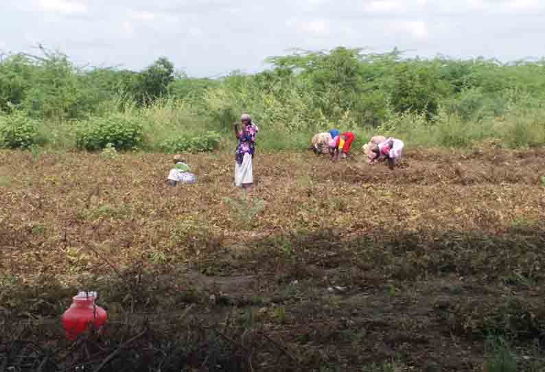 வேர் அழுகல் நோயினால் உளுந்து மகசூல் பாதிப்பு