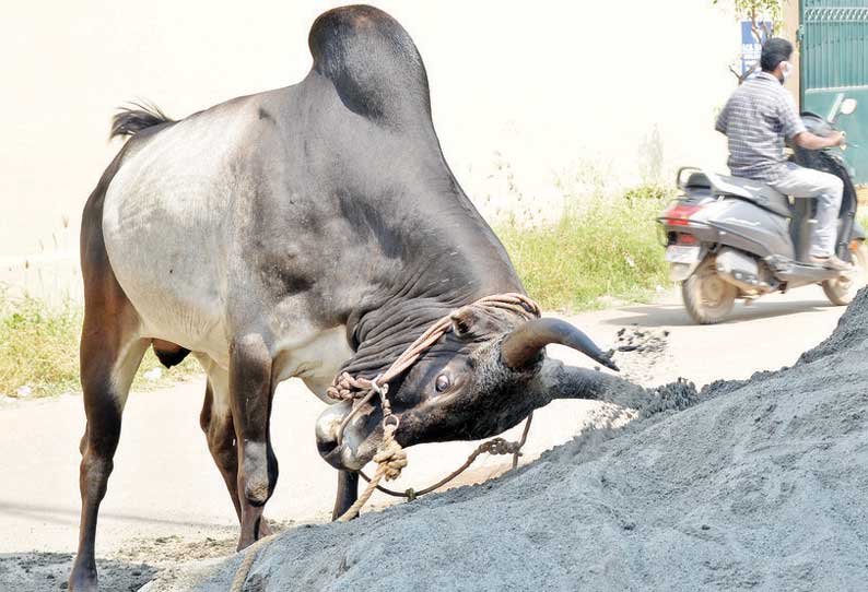 களத்தில் களமாட துடிக்கும் ஜல்லிக்கட்டு காளை