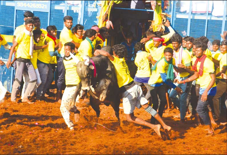 இந்த ஆண்டின் முதல் ஜல்லிக்கட்டு புதுக்கோட்டையில் நடந்தது: சீறிப்பாய்ந்த காளைகள் முட்டியதில் 44 பேர் காயம்