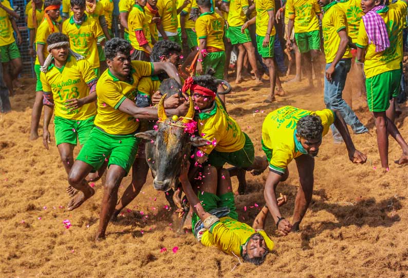 Jallikattu competition today in Avanyapuram: 700 bulls, 300 players find  the field ...! || அவனியாபுரத்தில் இன்று ஜல்லிக்கட்டு போட்டி: 700 காளைகள்,  300 வீரர்கள் களம் காணுகின்றனர்...!