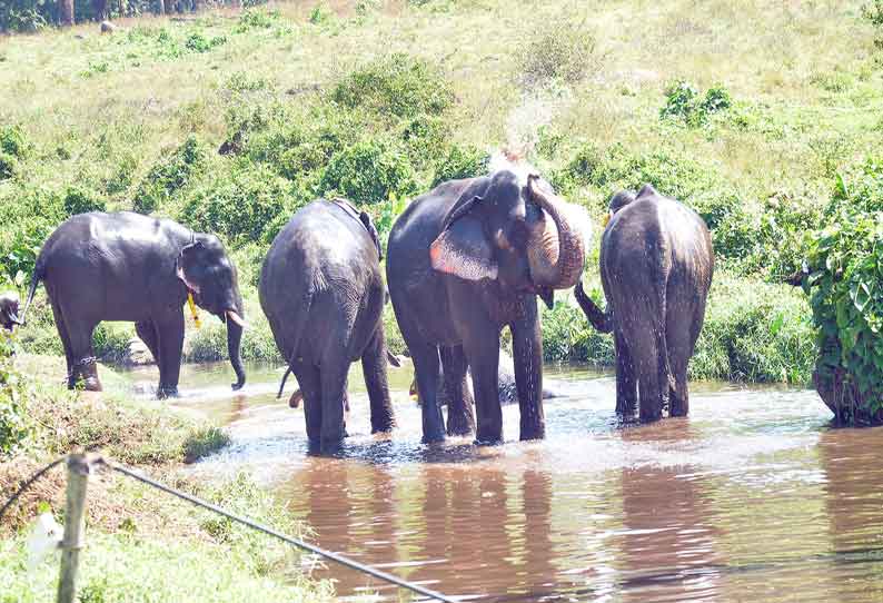 உடல் சூட்டை தணிக்க ஆற்றில் குளித்த யானைகள்