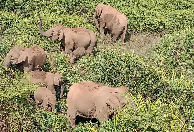 வால்பாறையில் ரேஷன் கடையை உடைத்து காட்டு யானைகள் அட்டகாசம்