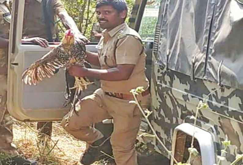 தனியார் குடோனில் பதுங்கிய சிறுத்தை கூண்டில் சிக்காமல் 4-வது நாளாக போக்கு காட்டி நூலிழையில் தப்பியது கண்காணிப்பு கேமராவில் பதிவானது.