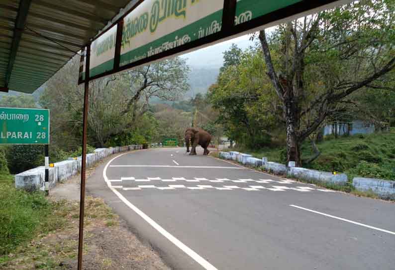 வால்பாறை-பொள்ளாச்சி சாலையில் அட்டகட்டி சோதனைச்சாவடி அருகே காட்டு யானை உலா வந்தது.