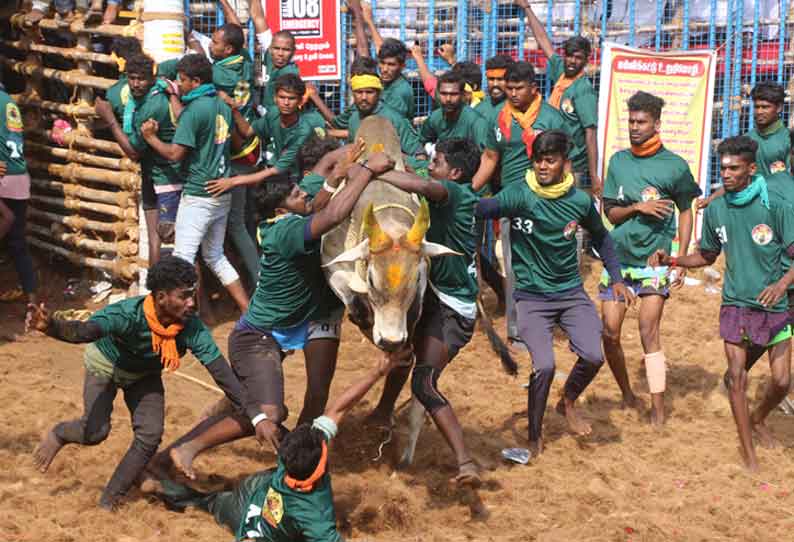 கோவையில் நடைபெற்ற ஜல்லிக்கட்டு போட்டியில் காளைகள் சீறிப் பாய்ந்தன 102 பேர் காயம் அடைந்தனர்