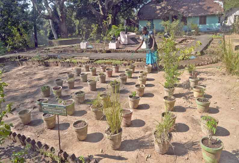 அழிந்து வரும் அரிய வகை மூலிகை செடிகள்